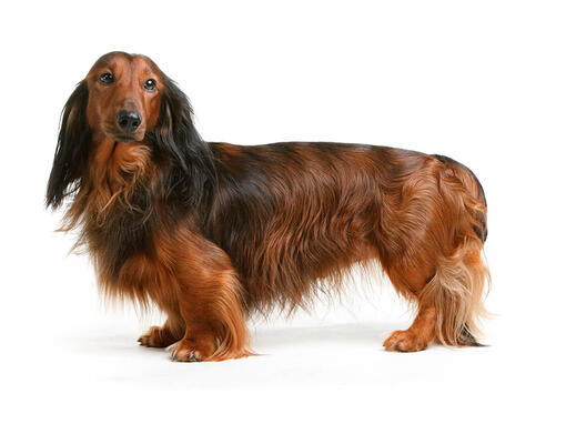 Purina BG purina-bg